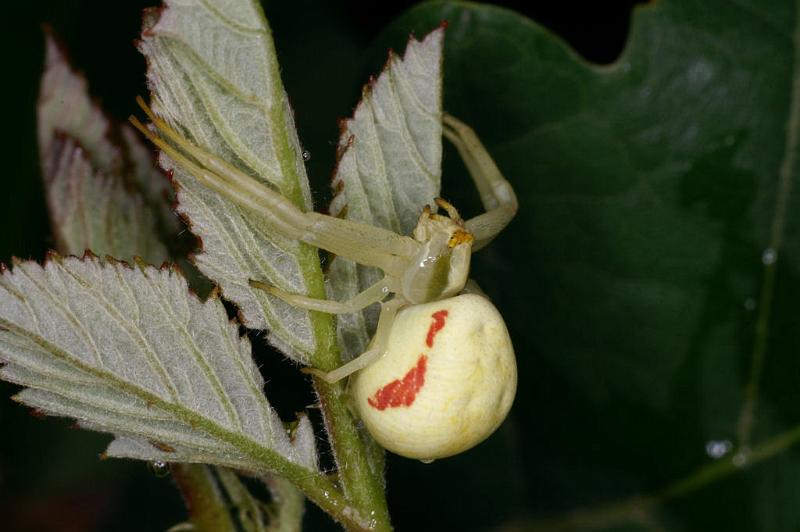 Misumena_vatia_D5205_Z_89_Les Gris_Frankrijk.jpg